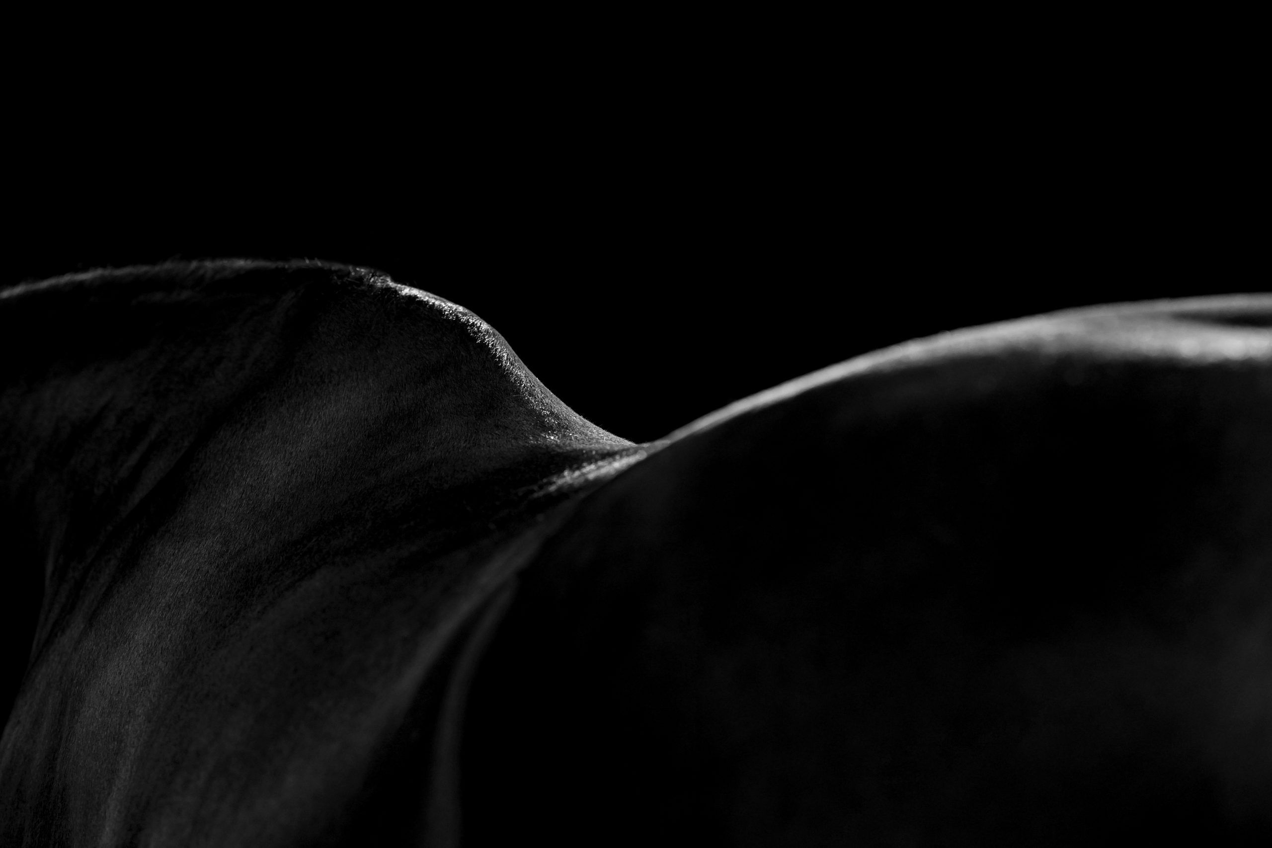 Fine-Art-Fotoshooting mit Pferd vor schwarzem Hintergrund