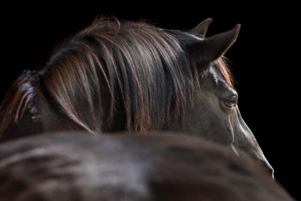 Araber-Pferd im mobilen Studio, schwarzer Hintergrund