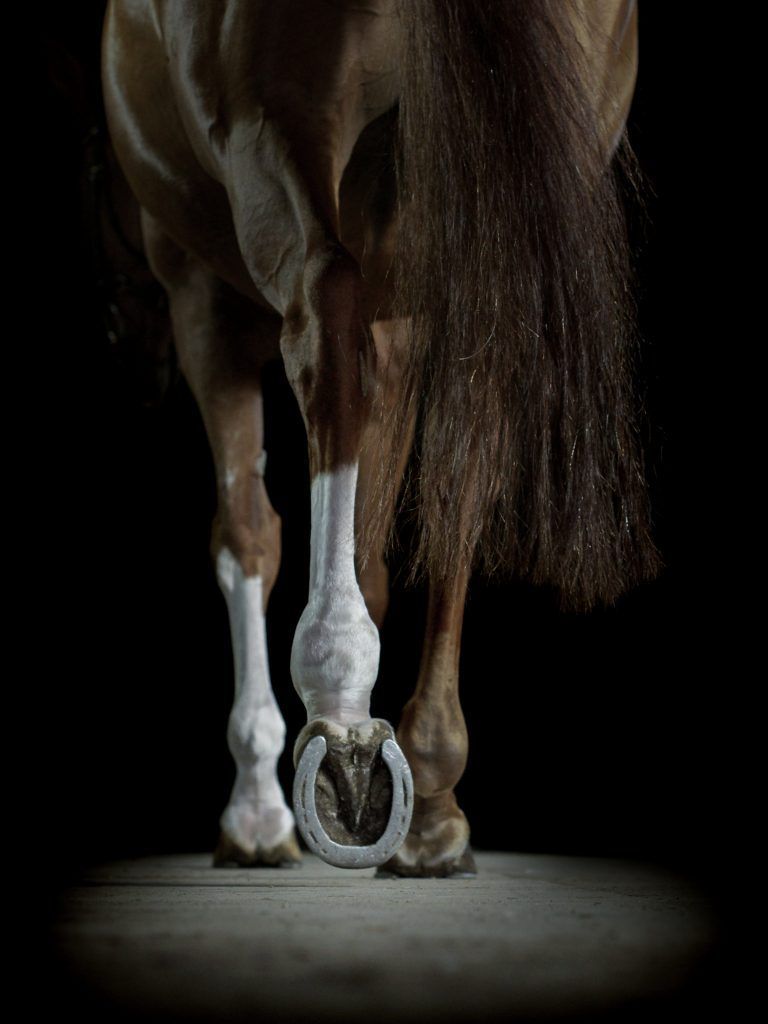 Fine-Art-Fotoshooting. Pferde von hinten im Gehen