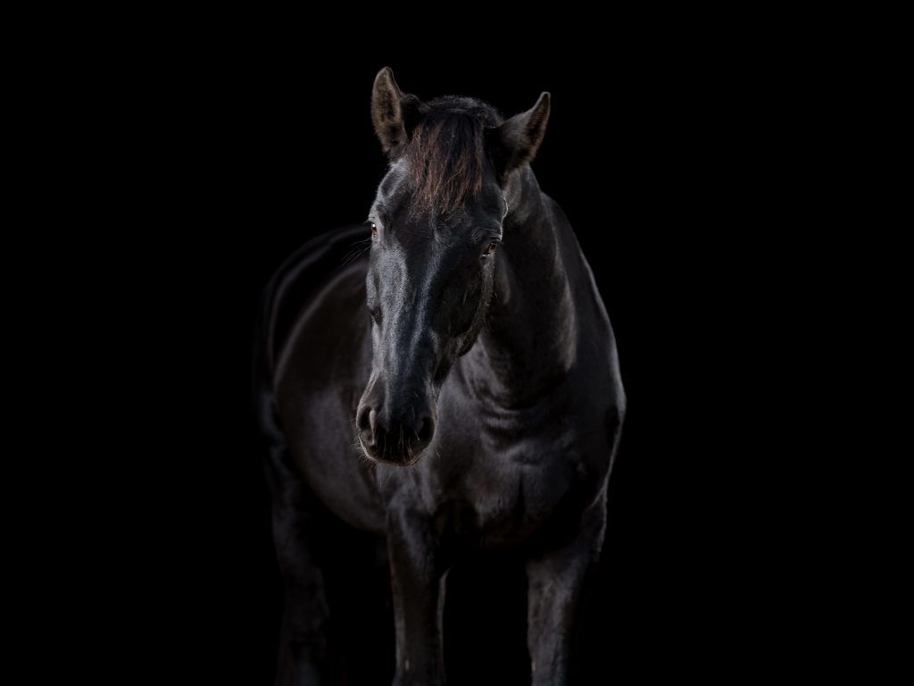 Ungewöhnlicher Ausdruck beim Fotoshooting mit schwarzem Pferd