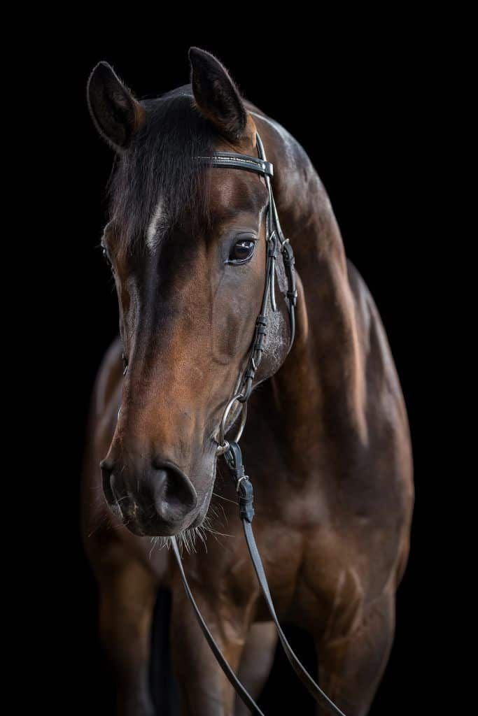 Fotoshooting mit Pferd im Studio