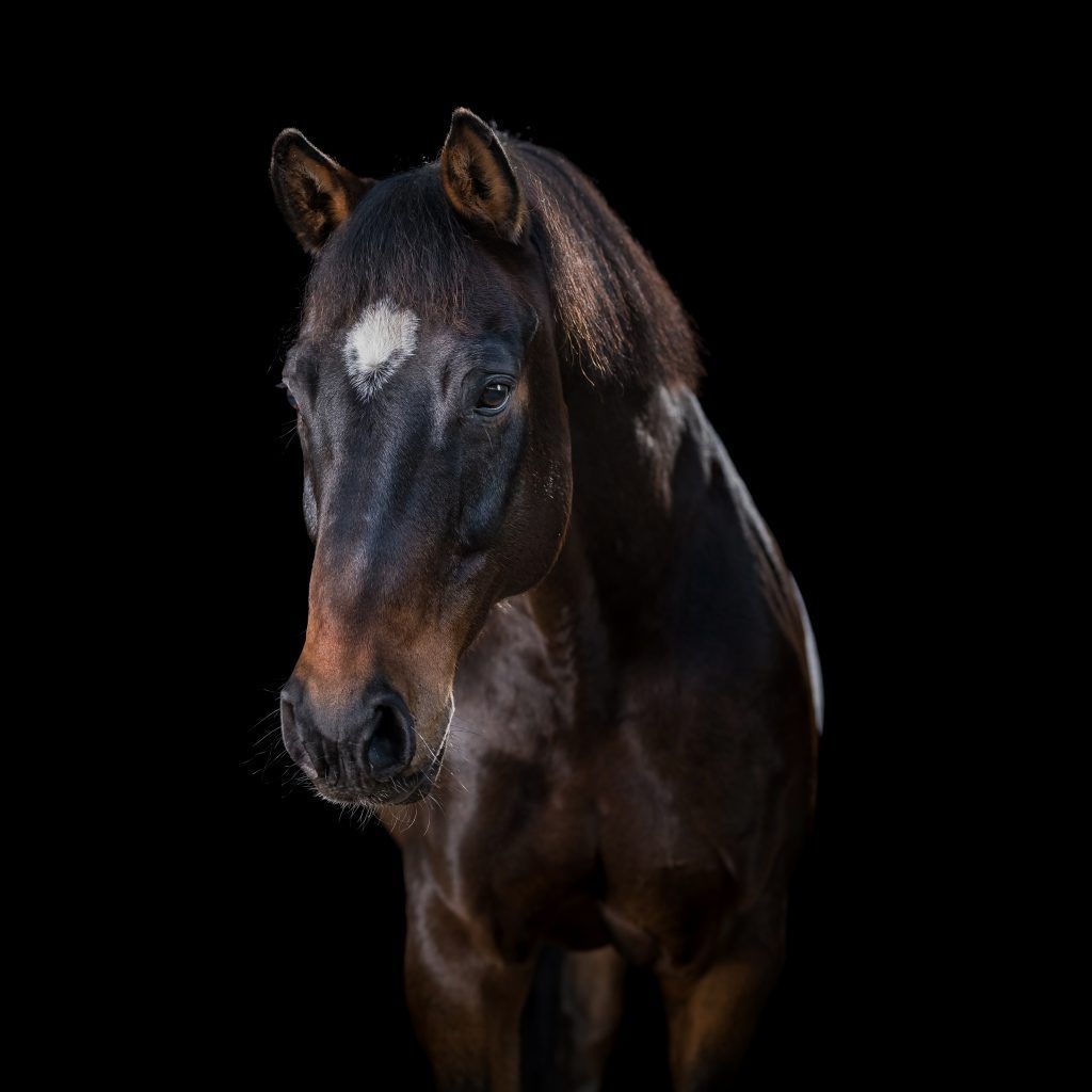 Pferdefotografie im mobilen Studio vor schwarzem Hintergrund