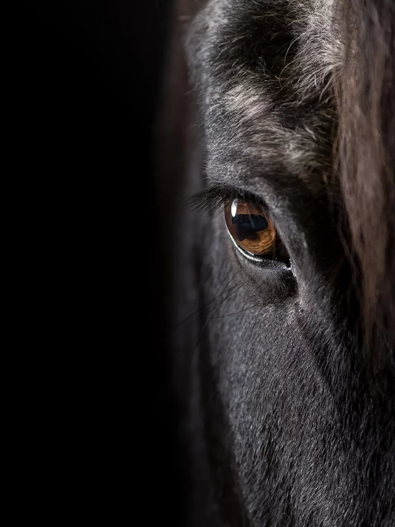 Close-up vom Pferdeauge
