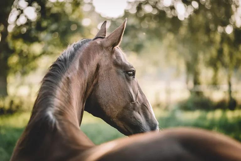Foto-Story Pferdeshooting "Pferd über den Rücken"