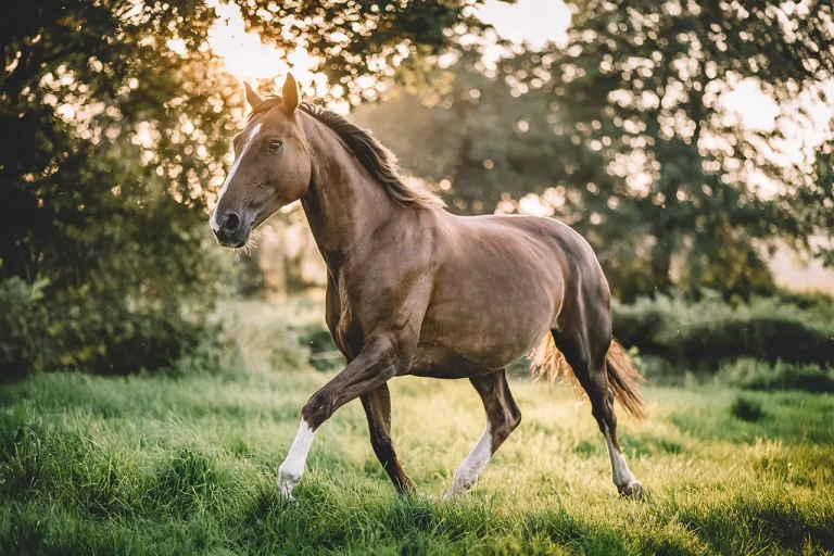Foto-Story Pferdeshooting "Pferd im Trab"
