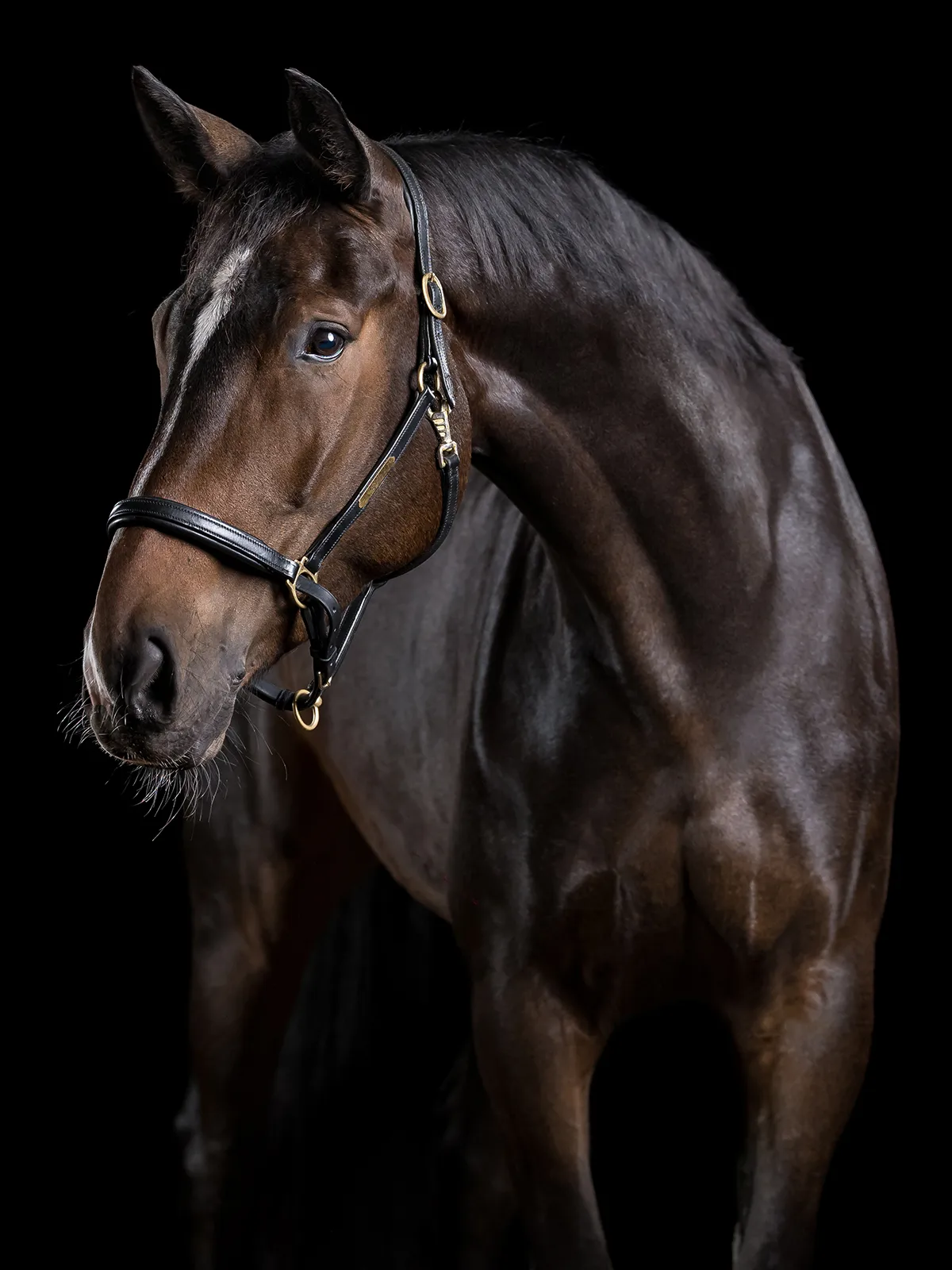 Fotoshooting mit Pferd vor schwarzem Hintergrund