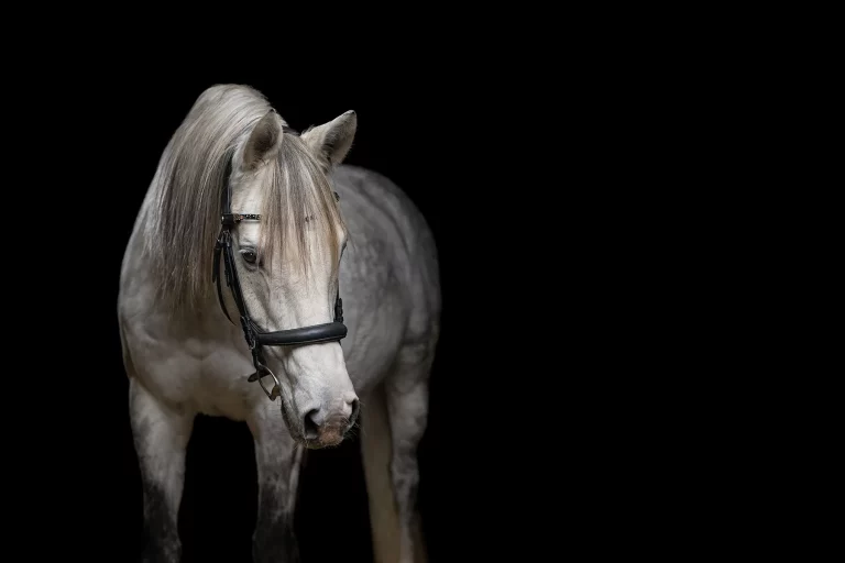 Schimmel (Pferd), schwarzer Hintergrund