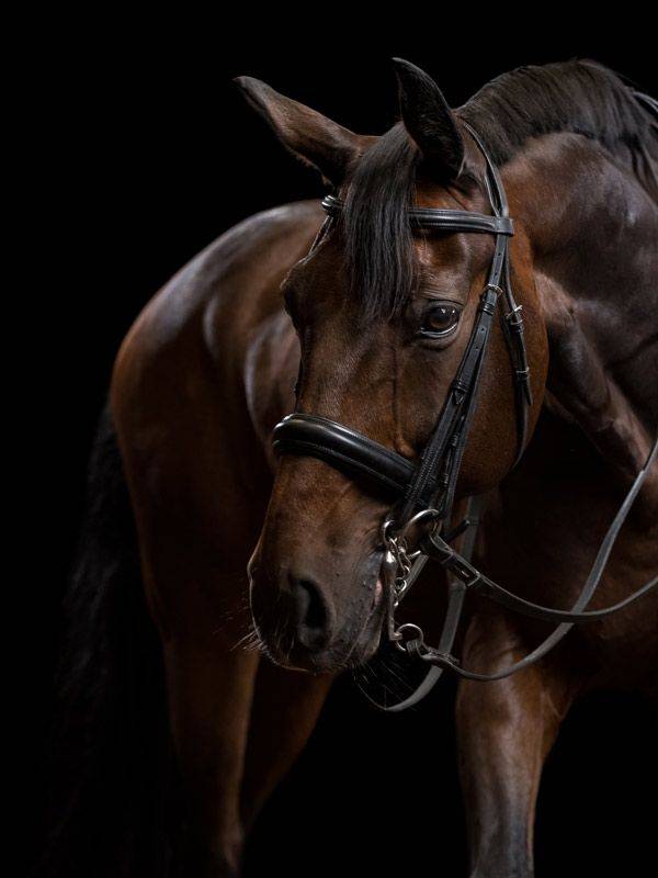Pferd vor schwarzem Hintergrund
