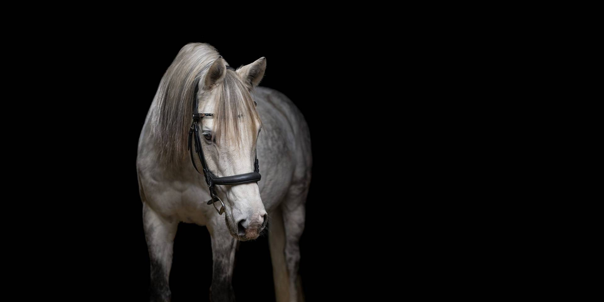 Fine-Art Fotoshooting mit Pferd vor schwarzem Hintergrund